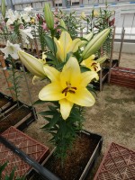 [4188 Outback VWS No01.JPG]